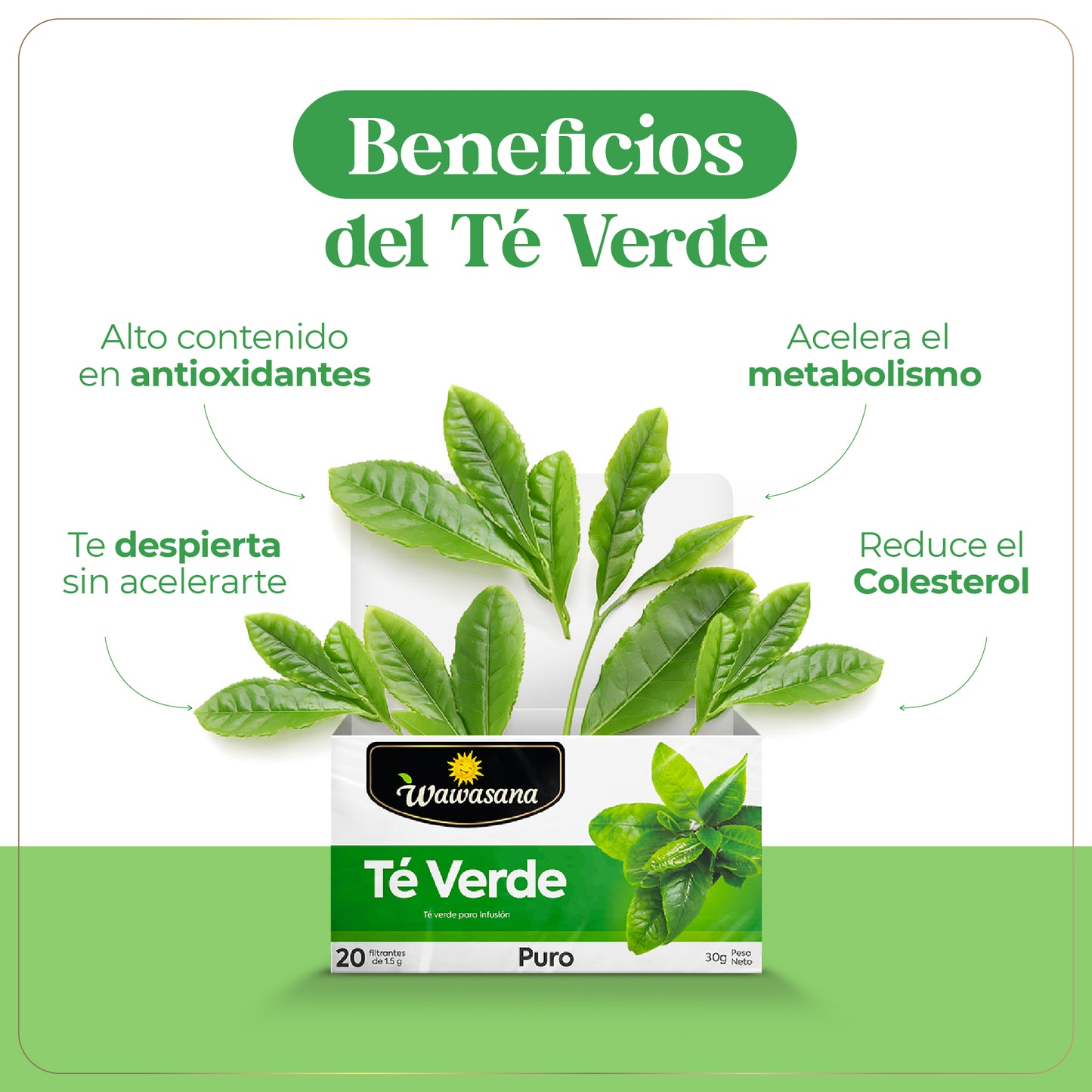 Pack 3 x 2 Té Verde